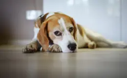 cachorro com giardia canina