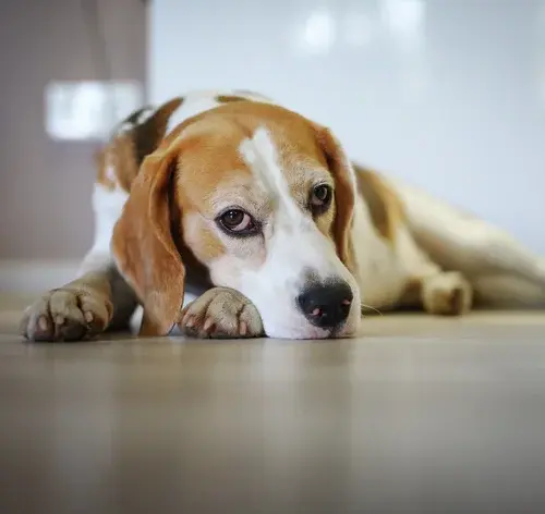 Giárdia canina: conheça os sintomas, tipos de tratamentos e como proteger o pet