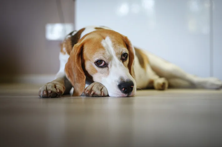 cachorro com giardia canina