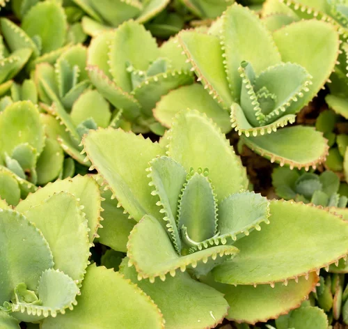 jardim com plantas mãe de milhares