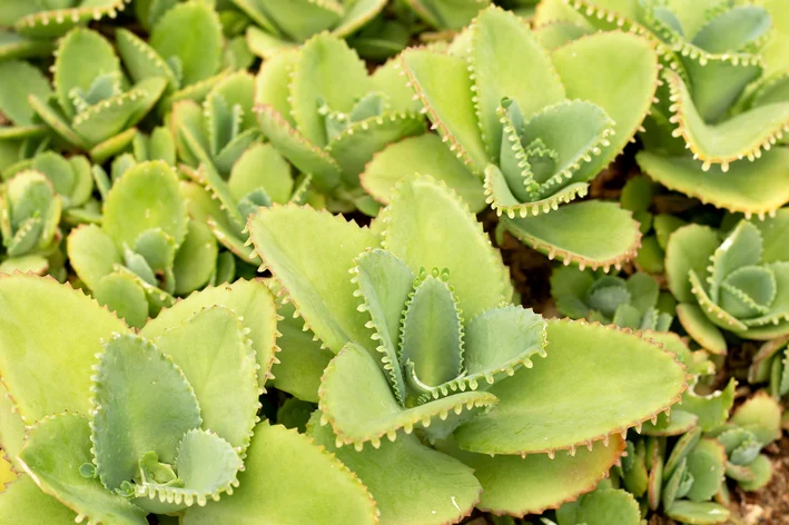 jardim com plantas mãe de milhares