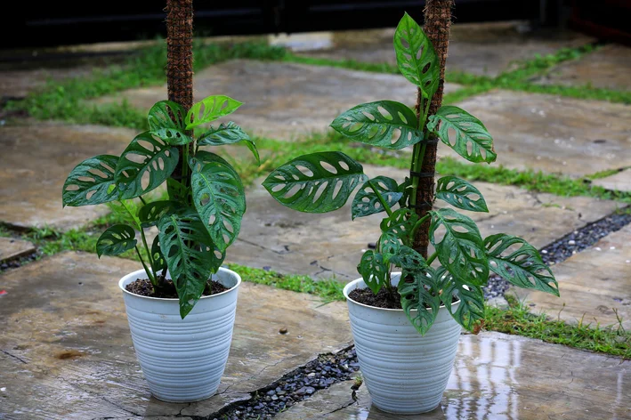 Monstera Acuminata no vaso