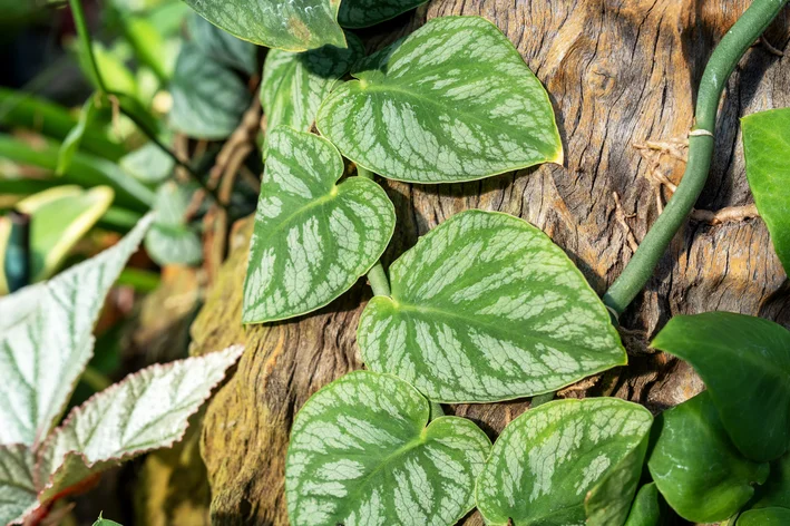 folhas de Monstera Dúbia