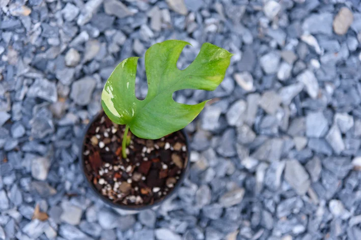 Monstera Mínima