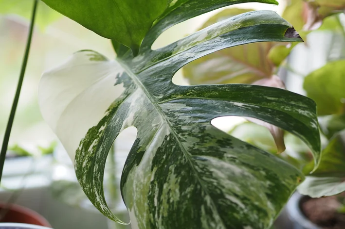 Monstera 'Variegata'