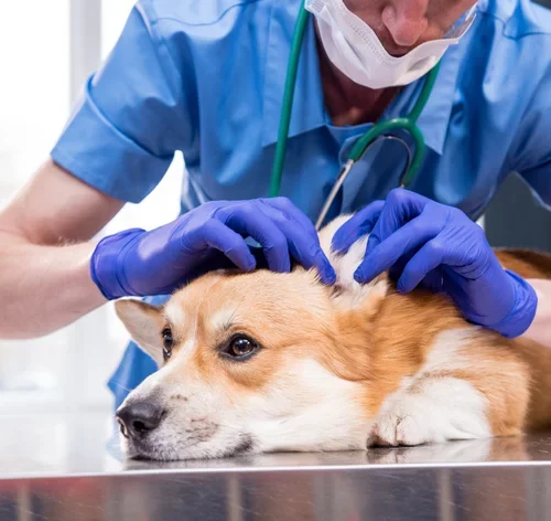 veterinário examinando orelha do cachorro