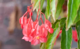 flores da begônia asa de dragão