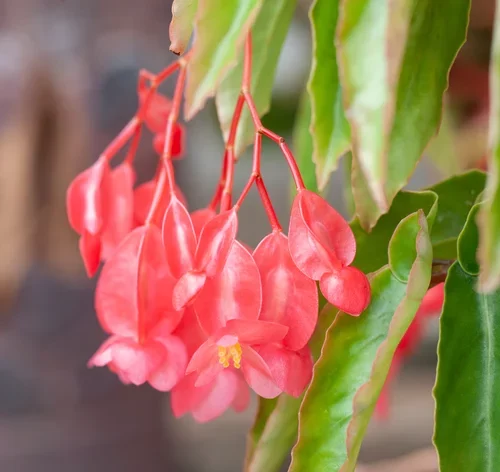 flores da begônia asa de dragão