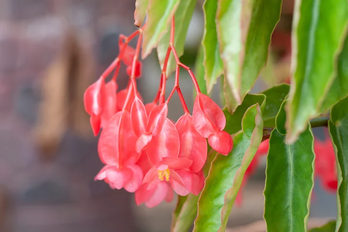 flores da begônia asa de dragão