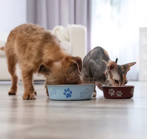cachorro e gato comendo ração natural