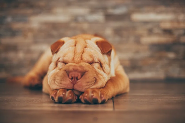 Shar Pei