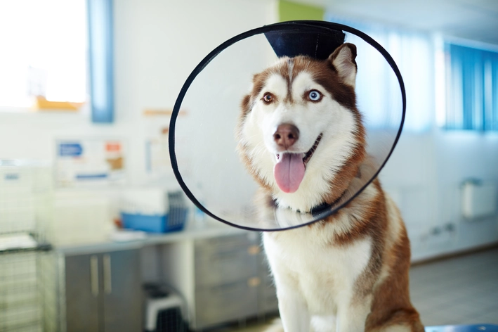 cachorro husky siberiano com colar 