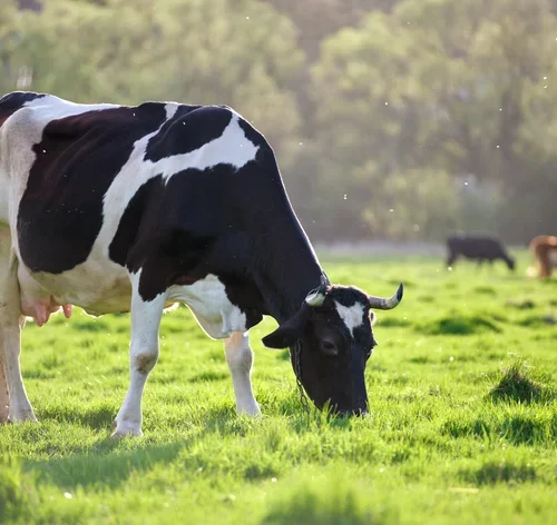 vaca se alimentando no pasto