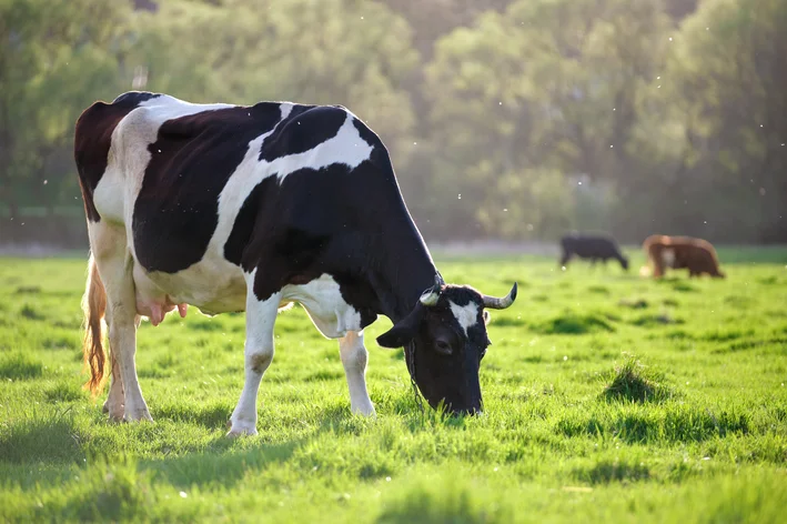 vaca se alimentando no pasto