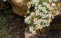 flor da planta vedelia