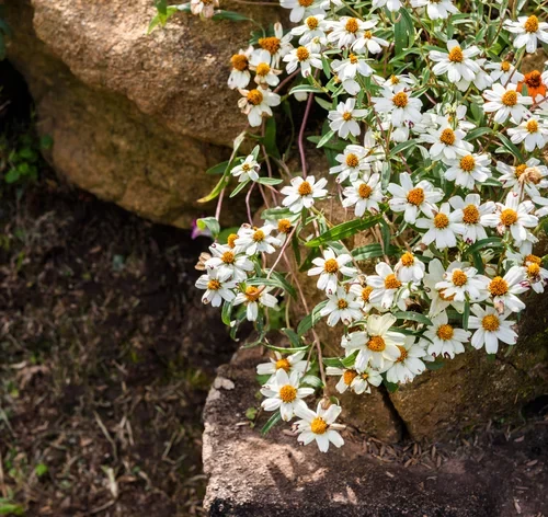 flor da planta vedelia