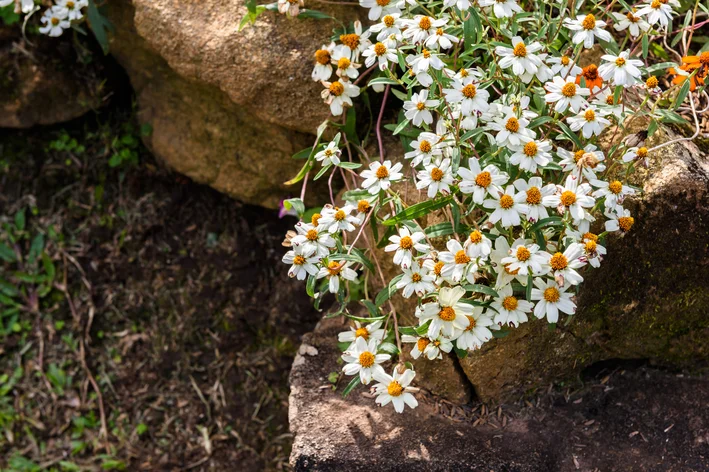 flor da planta vedelia