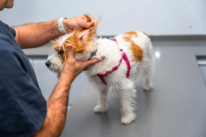 veterinário fazendo um exame na orelha do cachorro 