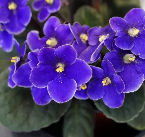 close das folhas da violeta africana
