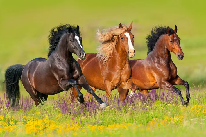 coletivo de cavalo