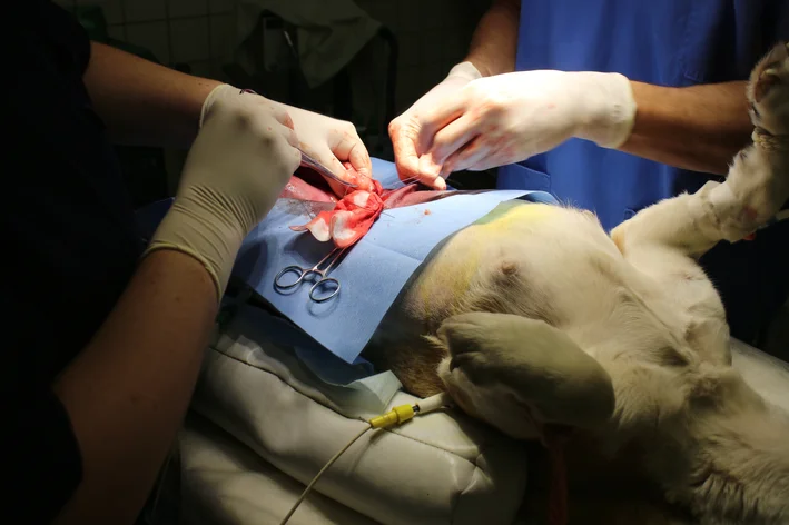Cirurgia piometra em cadelas