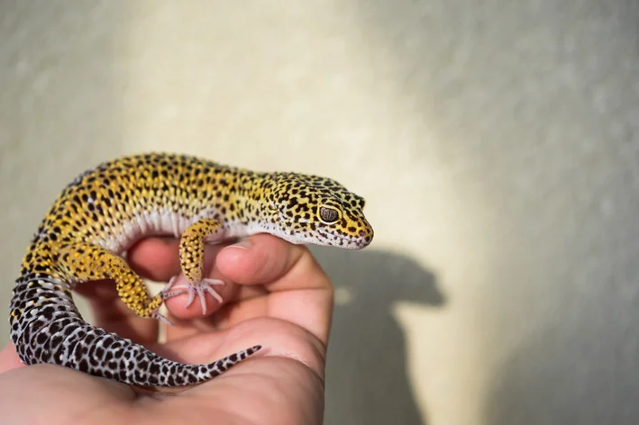 Gecko Bell Albino