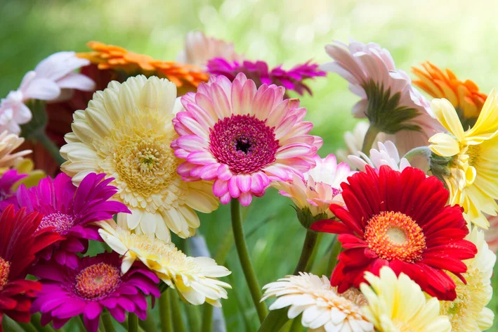 flores para casamento gérbera