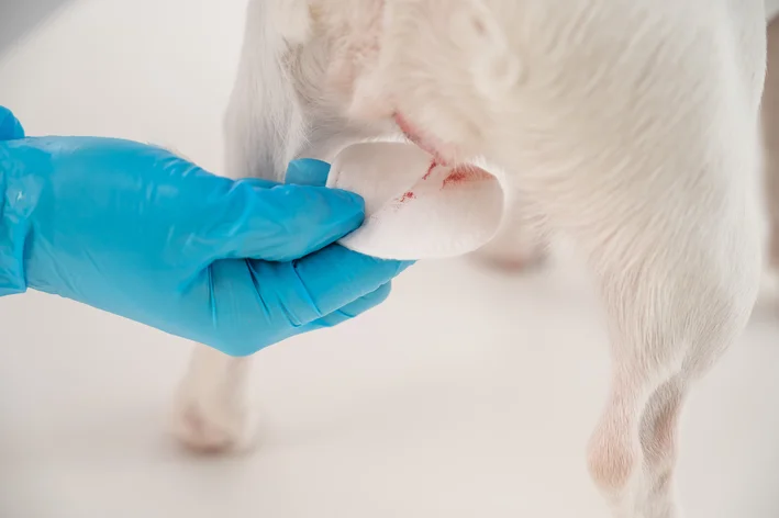 Imagem de um procedimento veterinário de vacinação em um filhote de cachorro, com uma pessoa usando luvas azuis segurando o animal. Processo de cuidado com pets.