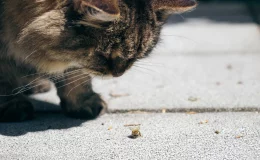 gato picado por abelha