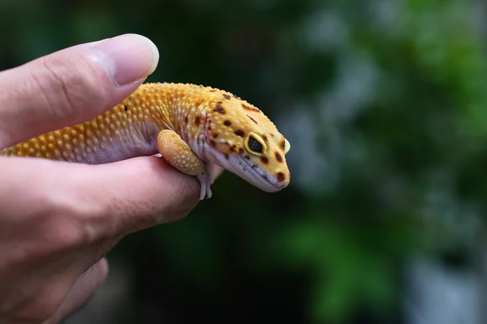 Gecko Leopardo Gigante