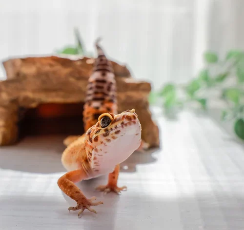 gecko leopardo