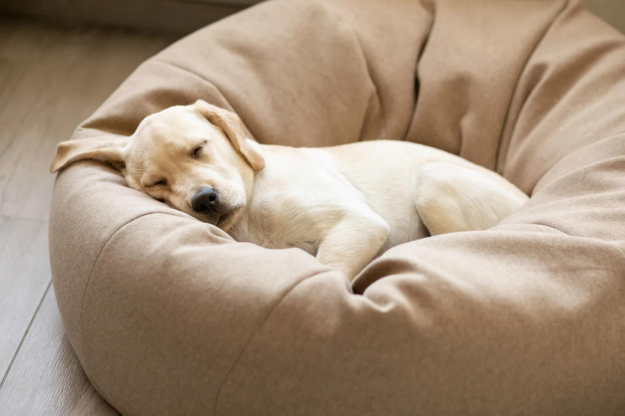 Caminha para cachorro: qual a importância e como escolher a melhor opção