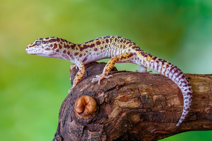 gecko