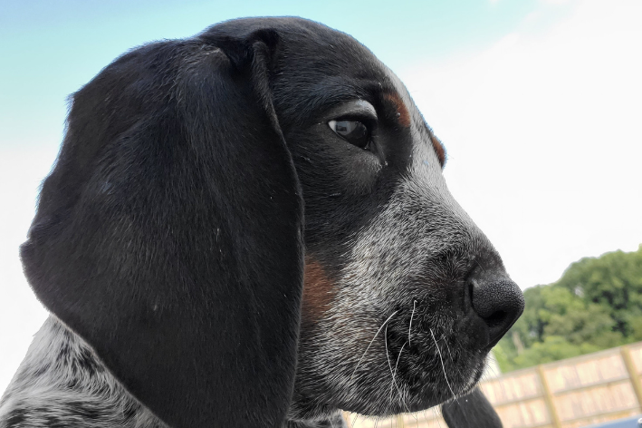 cachorro com picada de abelha