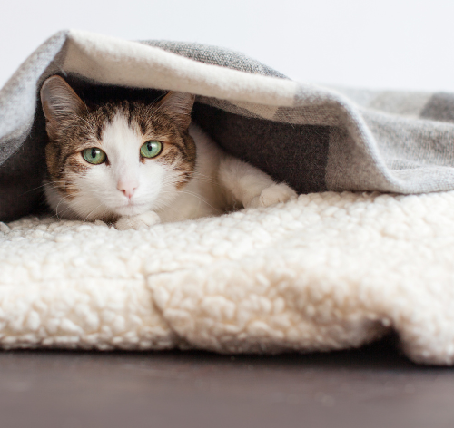 gato sente frio