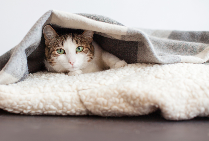 gato sente frio