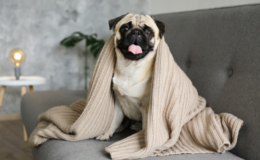 cachorro sente frio