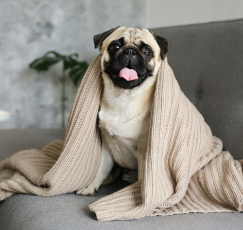 cachorro sente frio