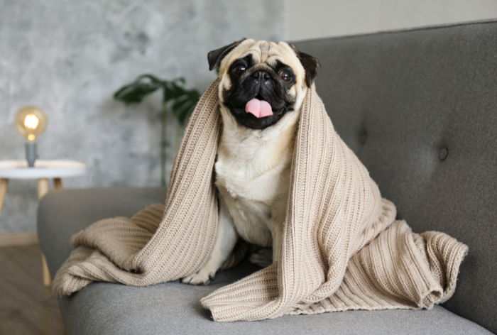 cachorro sente frio