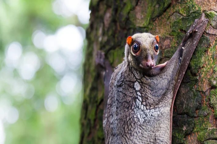 colugo-animal-aereo