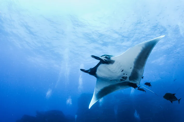 animais aéreos jamanta no fundo do mar