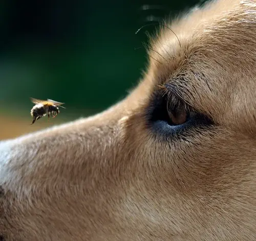 Cachorro sendo picado por uma abelha