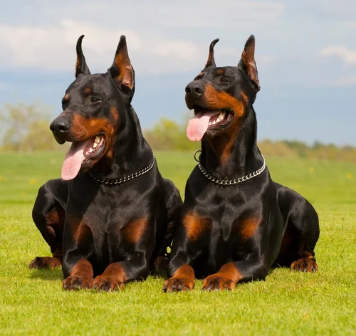 9 melhores cães de guarda: raças, características e como treinar o seu 2
