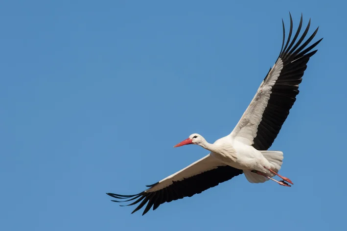 cegonha branca no céu