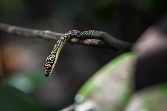 cobra-voadora na árvore animais aéreos