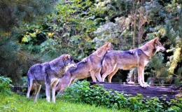 coletivo de lobo na floresta