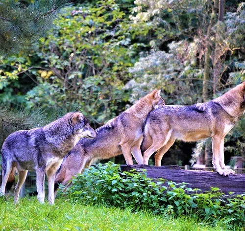 coletivo de lobo na floresta