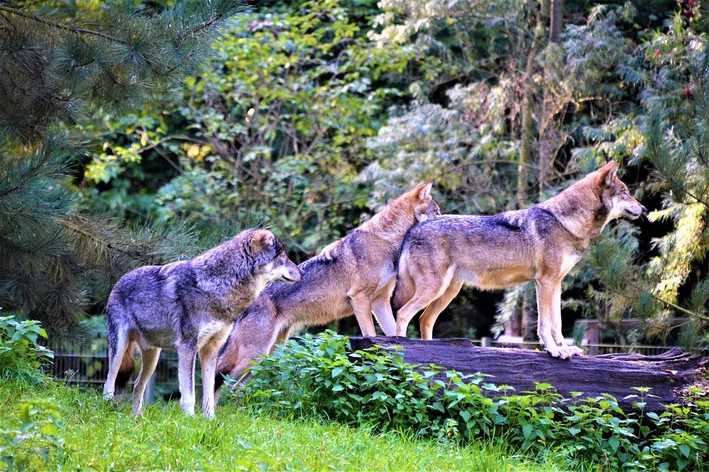 coletivo de lobo na floresta