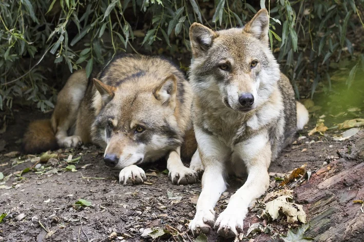 coletivo de lobo no parque