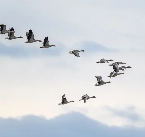coletivo de pássaros voando no céu